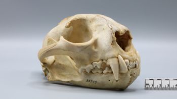 Media type: image; Mammalogy 30709   Description: Angled lateral view of right side of Felis concolor concolor skull.;